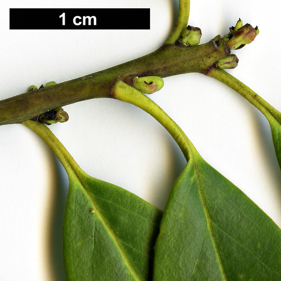 High resolution image: Family: Aquifoliaceae - Genus: Ilex - Taxon: fargesii - SpeciesSub: subsp. fargesii var. brevifolia